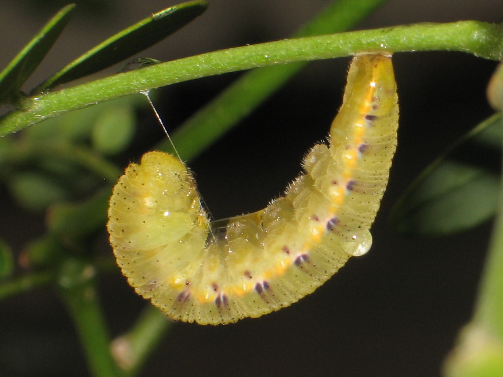 Phoebis-sennae.D39-2.lagarta-crisalida