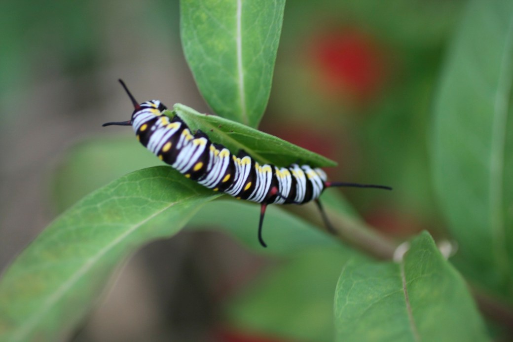 Queen-caterpillar_Adam-Skowronski_flickr
